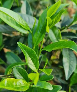Trà Móc Câu Thượng Hạng
